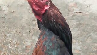 Red chicken