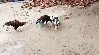 Chicken lawn