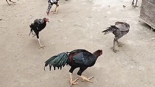 Many many chicken