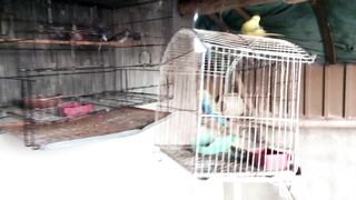Birds aviary