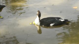 Ducks