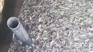Lengkapi peralatan budidaya lele kalian agar hasil produksi berkualitas