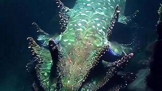 Gladiator of the ocean