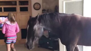 Horse walks inside house to chill with owner