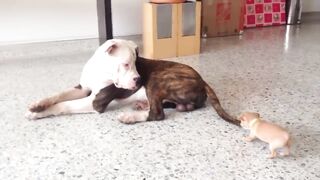 Tiny Chihuahua puppy adorably teases sleepy American bulldog.