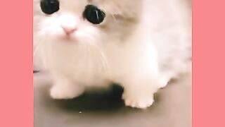 Cute baby kitten????