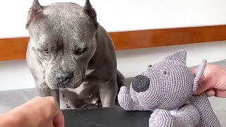 funny dog