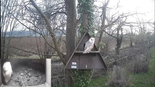 White Owls