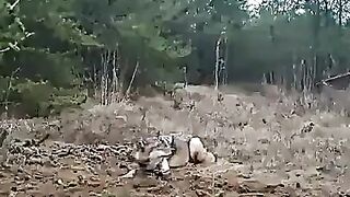 Brave Man Rescues Wolf from Trap with the Help of .....