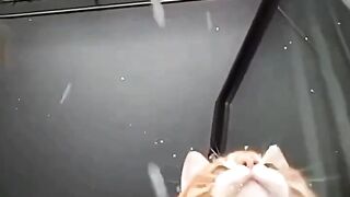 Cats and snowfall