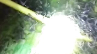Fungsi daun pisang dikolam pembenihan lele, untuk naro pakan