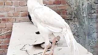 Legs of the chicken