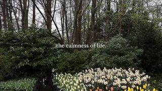 The calmness of life