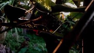 leaves and sunset at that time.