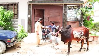 |_Mandi_Gari_Prank_|_By_Nadir_Ali_&_Farukh_Buddha_in_|_P4_Pakao