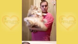 Cats Being JERKS! Savage Cats Attacking People