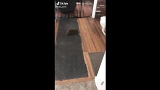 These May Be the Cutest Pets on TikTok ????