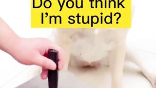 If Animals could talk