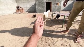 Master Cage Ki Sari Birds Mere Paas Agayin