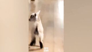 Funny Cute Goats to Make Your Day!