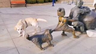Funny dogs and cats 2023