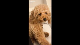 Funny Animal Videos that Will 100% Make You Laugh ????