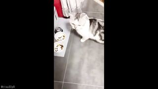 The CUTEST TikTok ANIMALS that will MAKE YOUR DAY...