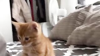 cute Animal TikToks that Will Brighten Up Your Day