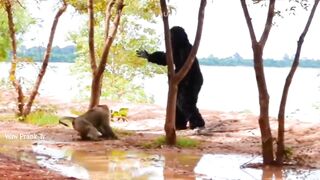 Fake gorilla prank on monkey's very funny ???? gorilla prank 2021