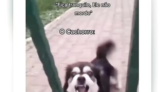 QUE RAÇA E ESSA ???