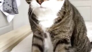 Gatos