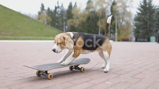 Funny dog