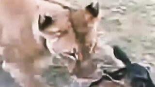 Lione hunting