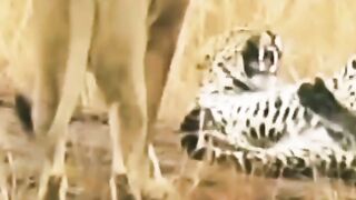 Wild cats????????????????????