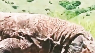 Comodo Dragon
