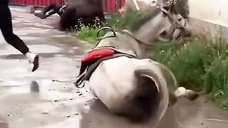 Tente não rir