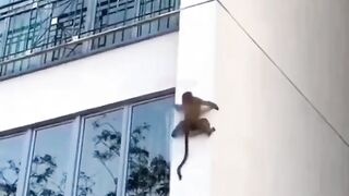 Funny animals????????????????????????????????