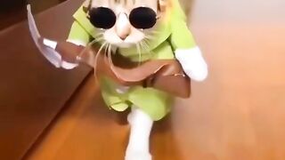 Funny cat