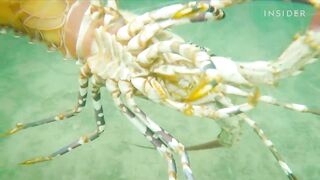 Why Pearl Lobsters Are So Expensive _ So Expensive Food _ Insider Business(720P_HD).mp