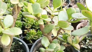Jade plant