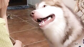 funny dog