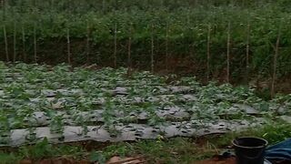 Petani muda
