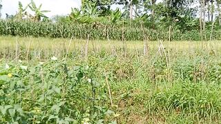 Petani muda