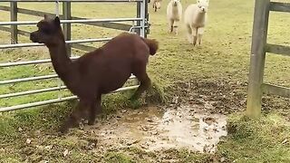 Fun animal