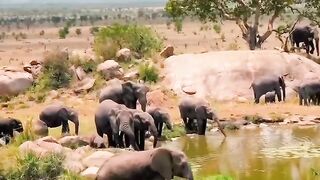 Serengeti National Park, Tanzania