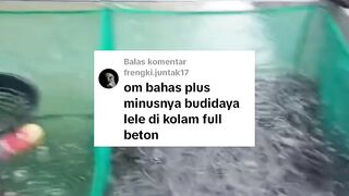 PLUS MINUS Budidaya ikan lele dikolam BETON