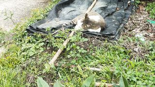 Kucing lucu