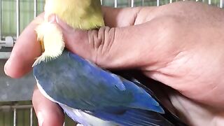 Birds