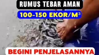 Rumus jumlah tebar bibit lele yang aman bagi PEMULA