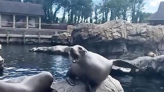 Funny video #shorts